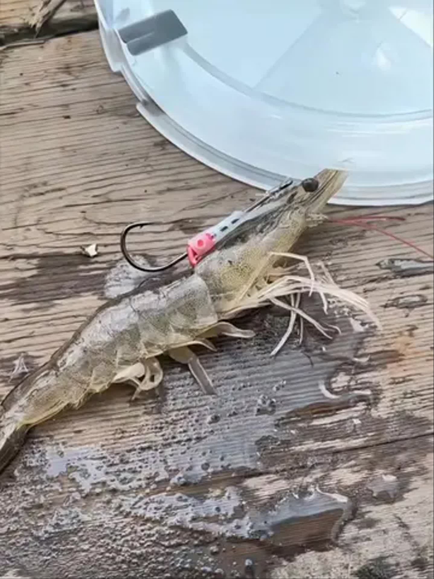 海钓挂死虾(海钓死虾可以直接钓)