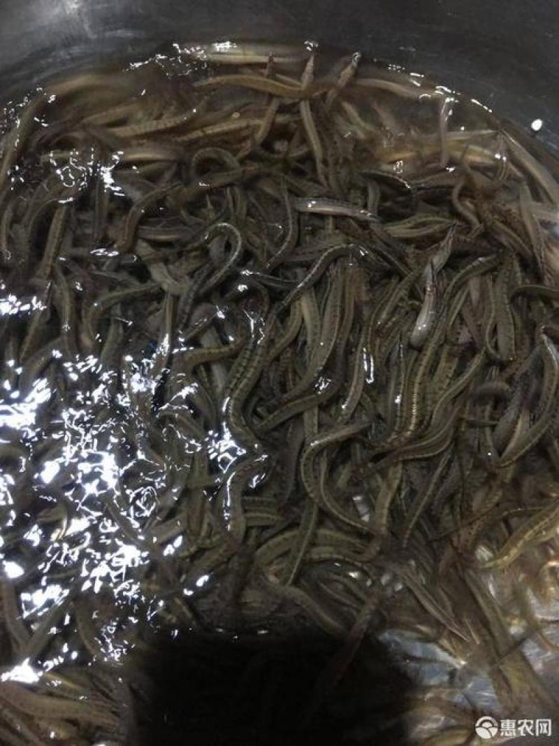 钓刀鳅鱼用什么饵料(野钓刀鳅鱼用什么打窝) 钓刀鳅鱼用什么饵料(野钓刀鳅鱼用什么打窝)