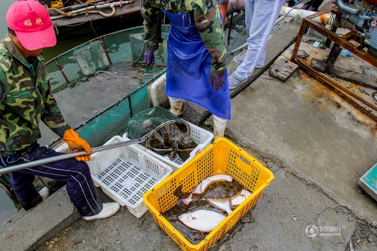 关于大连沿海船钓牙鲆鱼技巧的信息