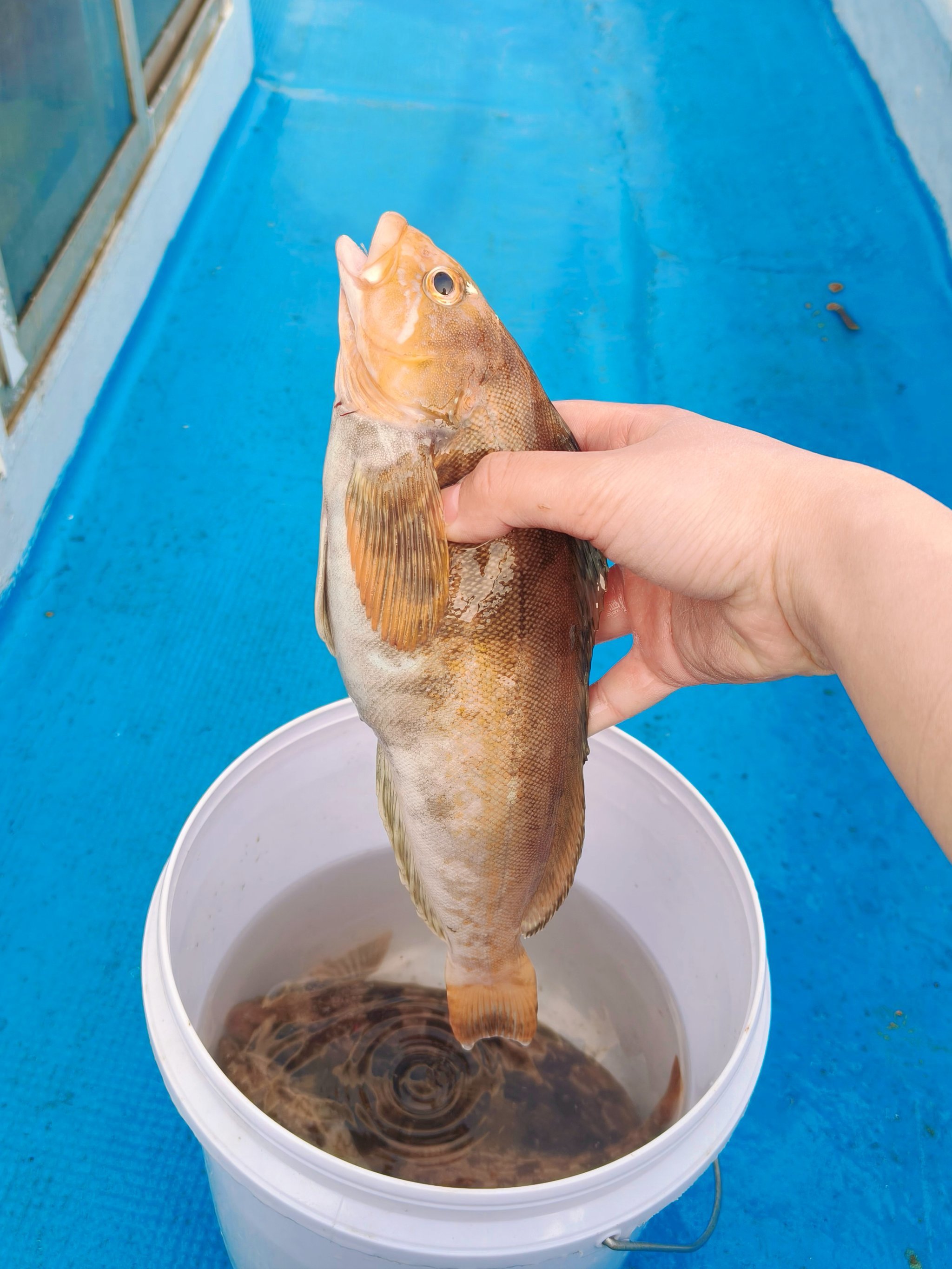 青岛海钓带点什么(青岛海钓带点什么好钓) 青岛海钓带点什么(青岛海钓带点什么好钓)