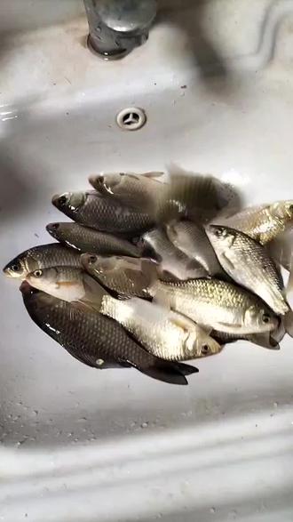 饵料打窝效果(打窝饵料制作方法) 饵料打窝效果(打窝饵料制作方法)