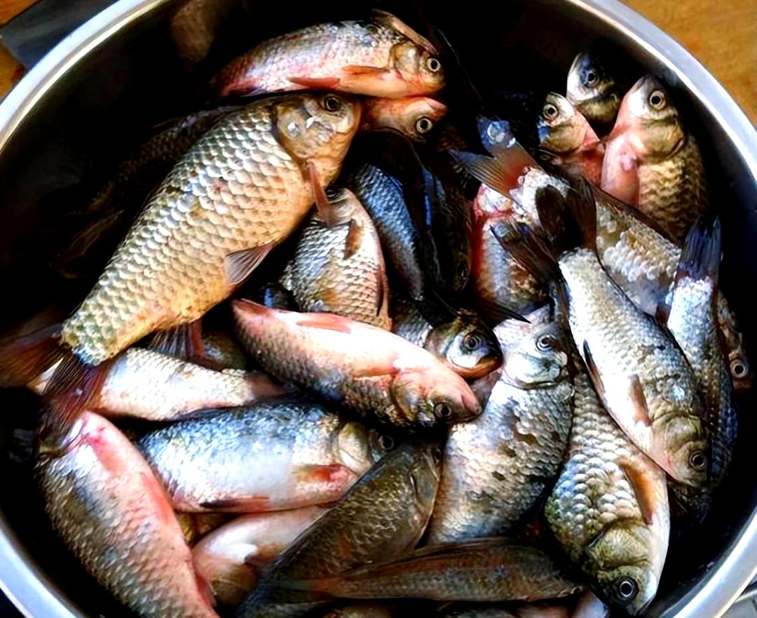 饵料打窝效果(打窝饵料制作方法) 饵料打窝效果(打窝饵料制作方法)