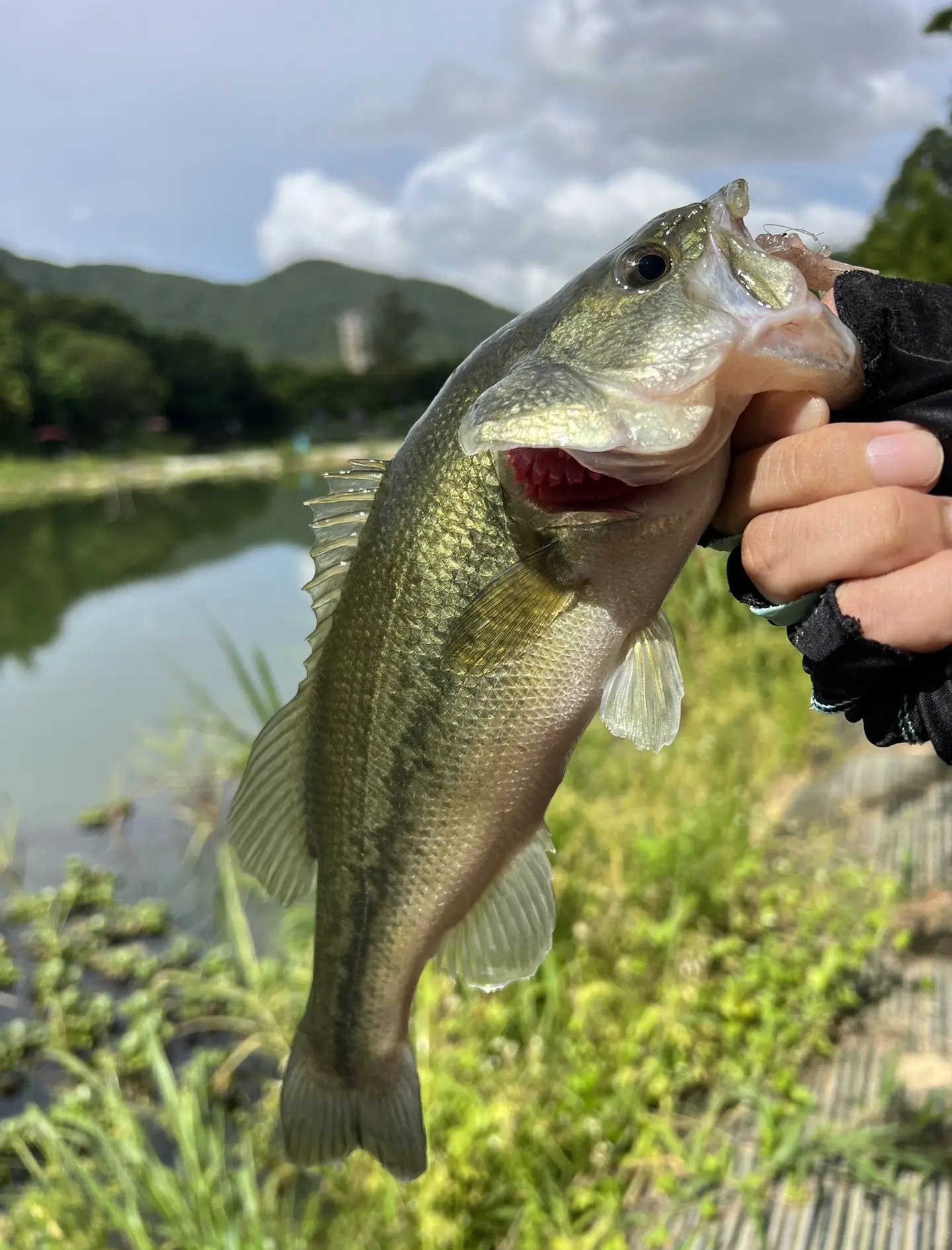 海里路亚什么鱼(海里路亚用什么饵) 海里路亚什么鱼(海里路亚用什么饵)