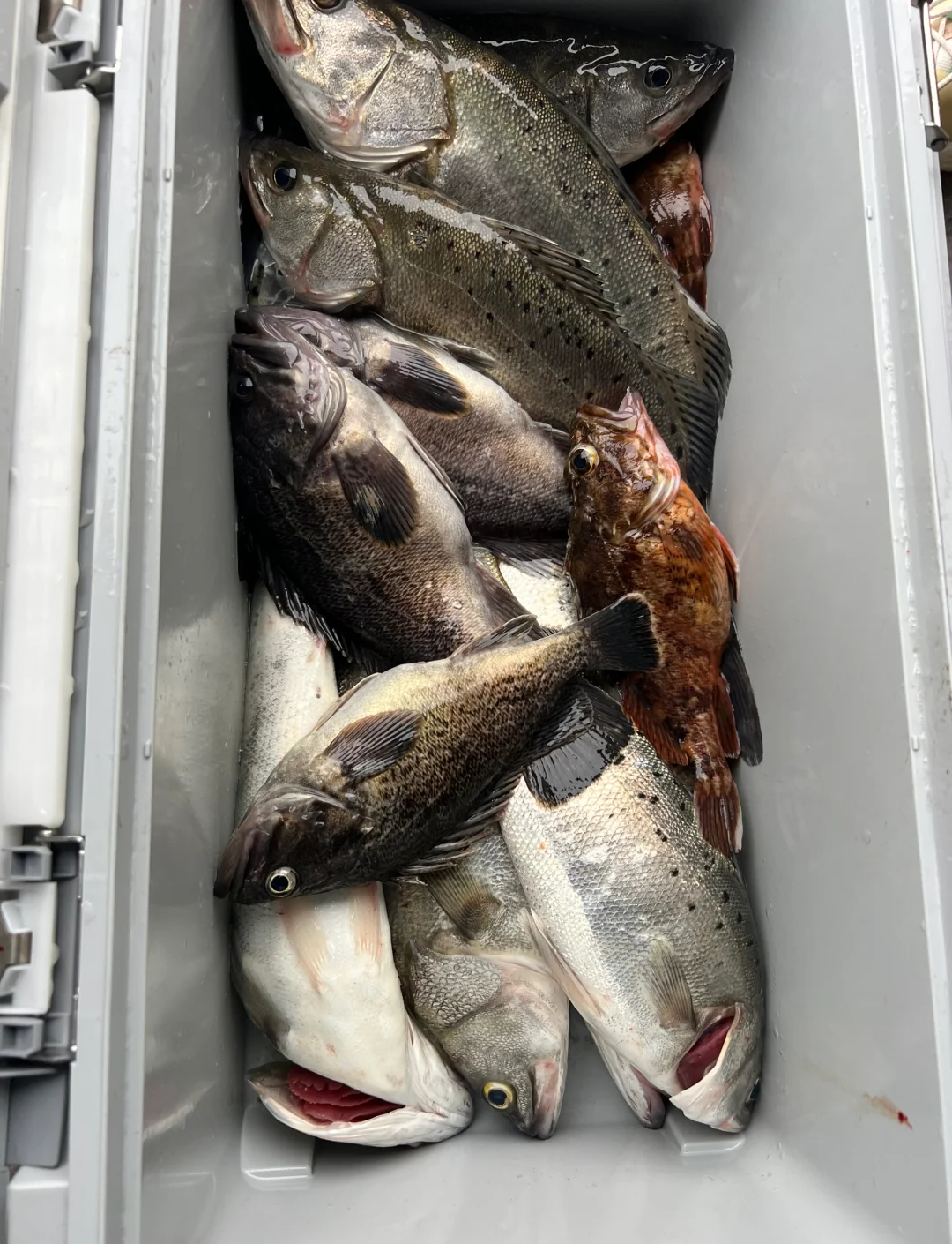 猪肉能海钓吗(海边用猪肉能钓到鱼吗) 猪肉能海钓吗(海边用猪肉能钓到鱼吗)