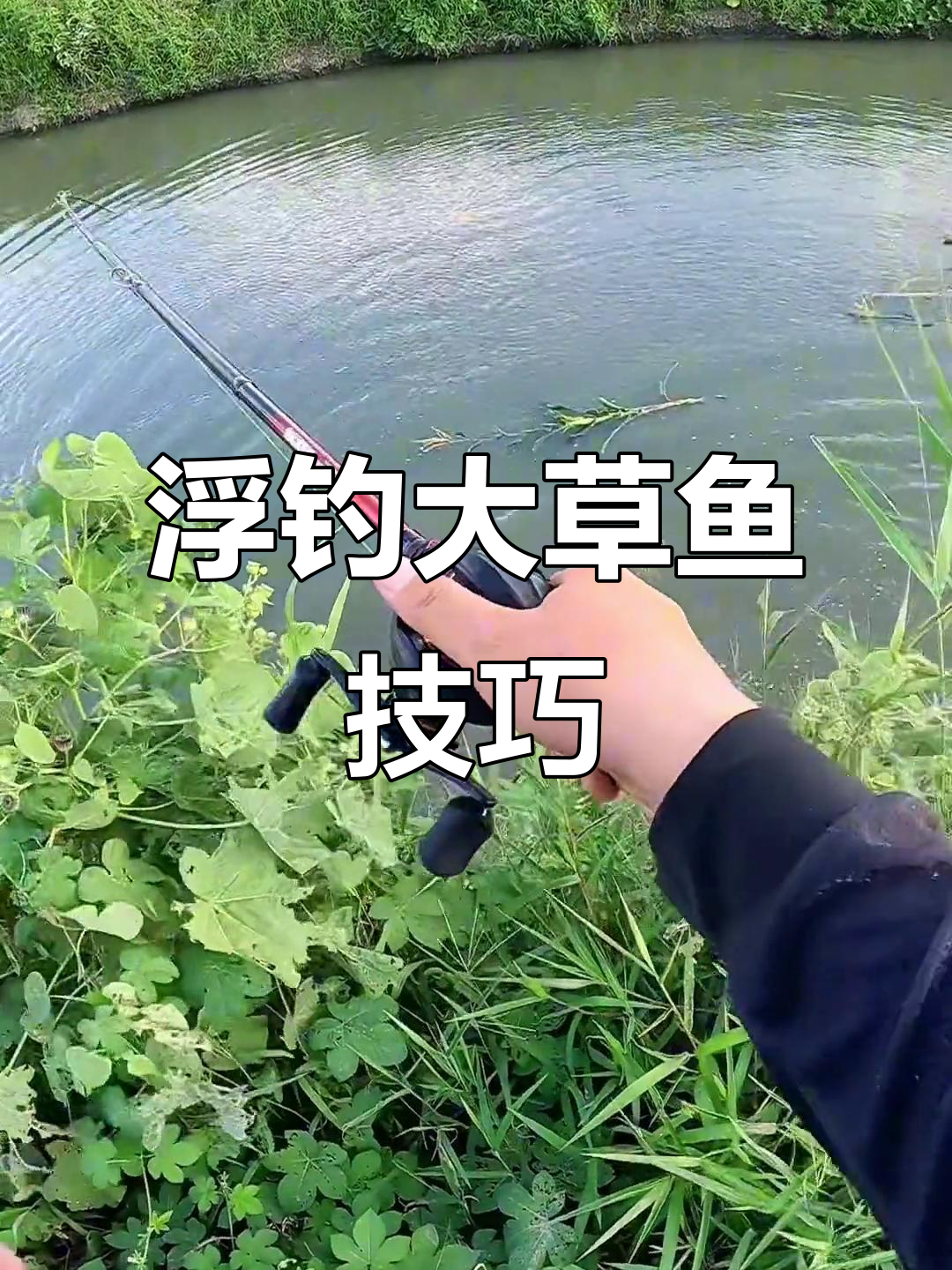 水库玉米钓草鱼技巧(水库玉米钓草鱼技巧图解) 水库玉米钓草鱼技巧(水库玉米钓草鱼技巧图解)