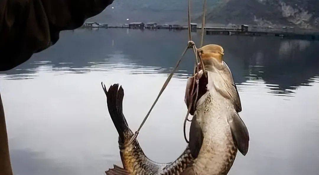 矶钓弓鱼技巧(矶钓钓法入门教程视频)