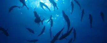 四海钓鱼背景歌曲(四海钓鱼频道歌曲大全)