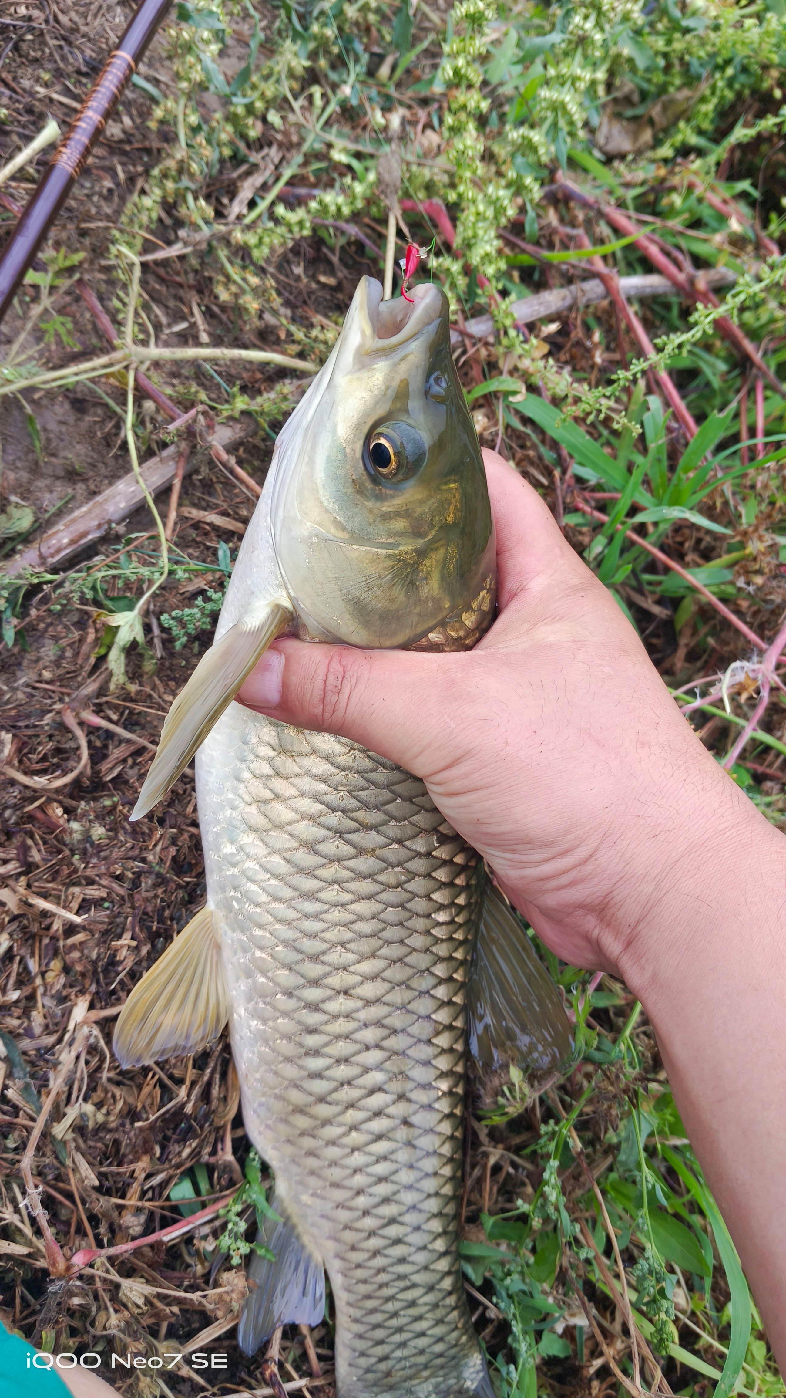 朝天钩海钓(朝天钩海钓最简单三个步骤)