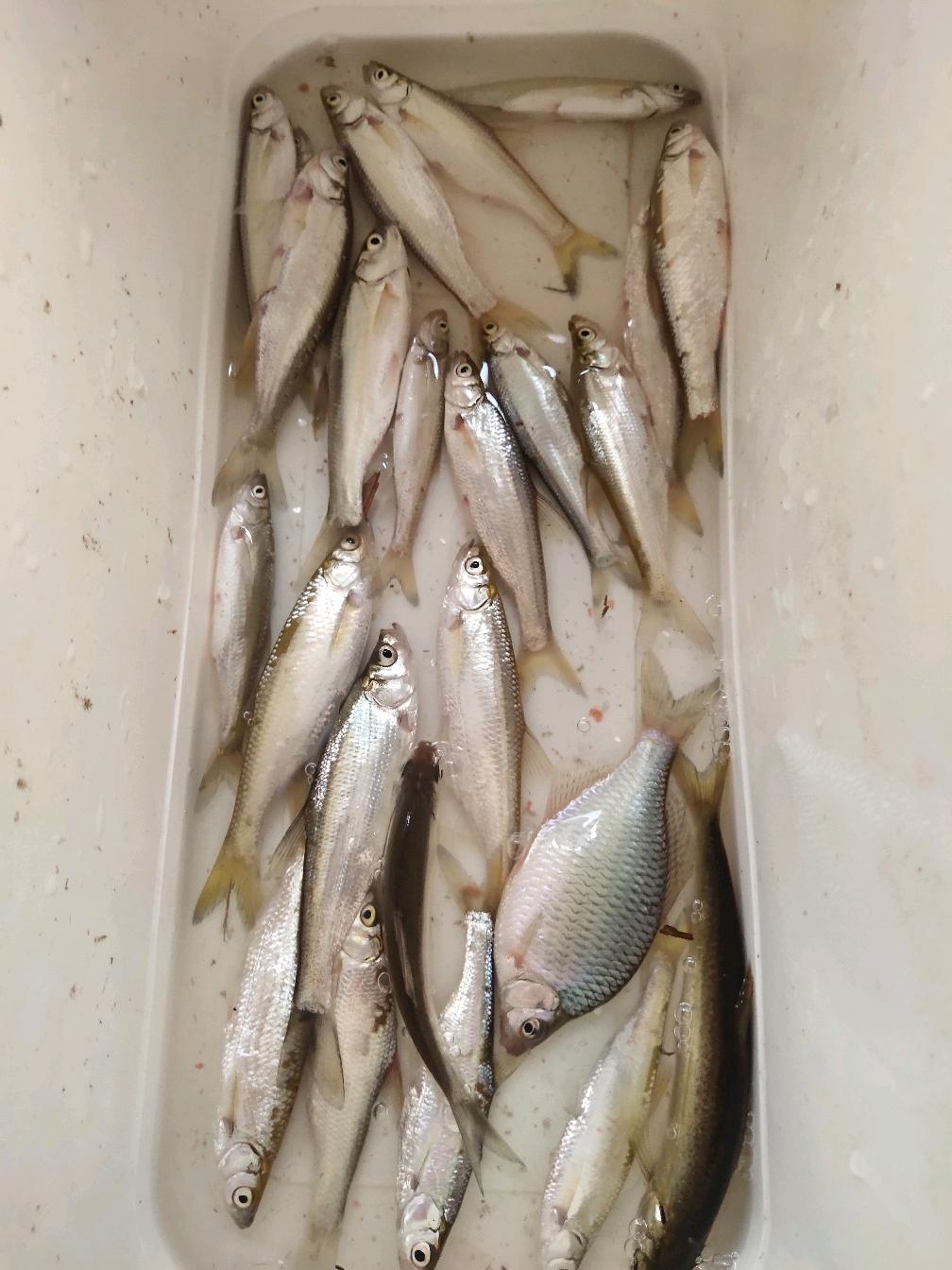 电打白条鱼的技巧(电打白条鱼的技巧图解)