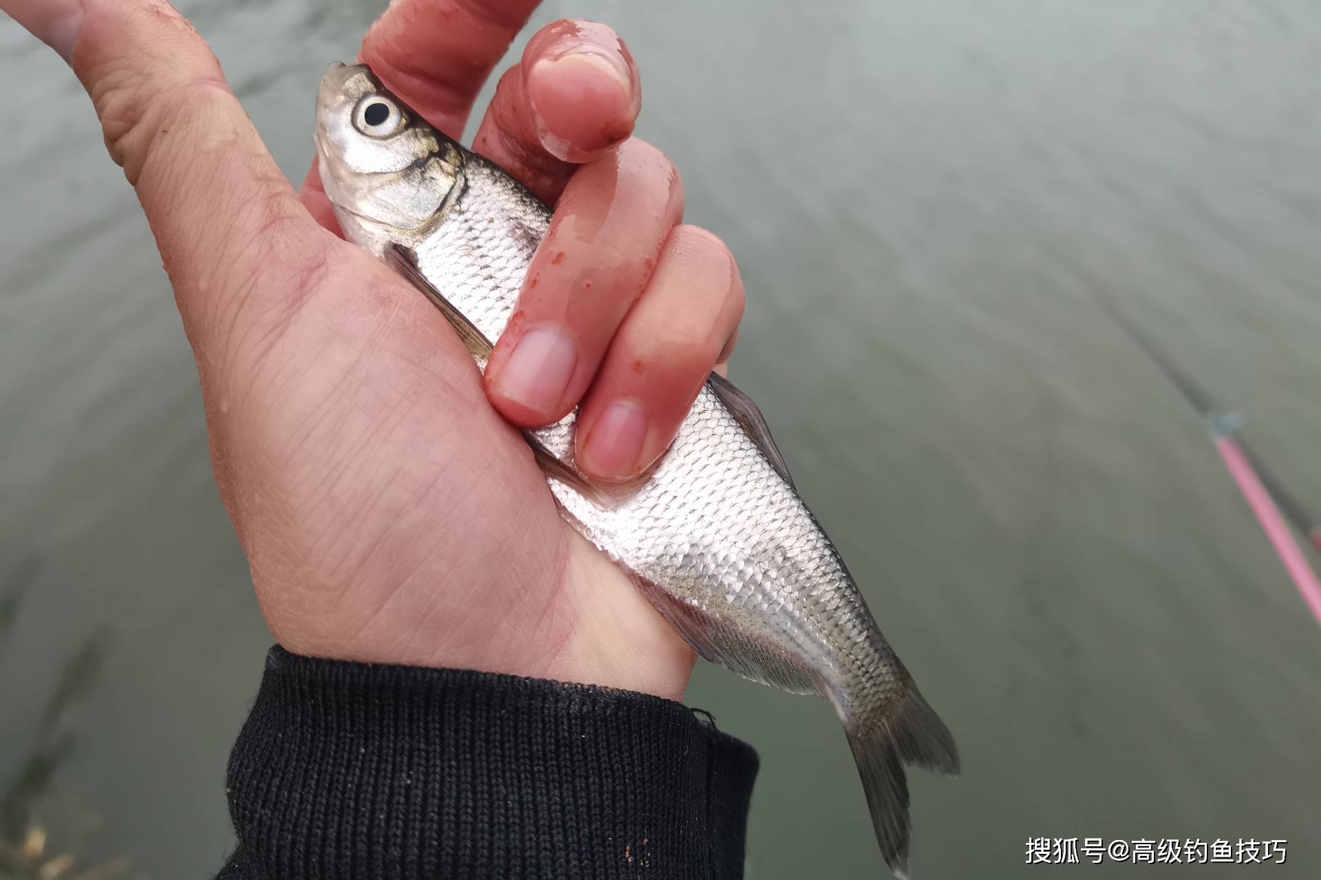 电打白条鱼的技巧(电打白条鱼的技巧图解)