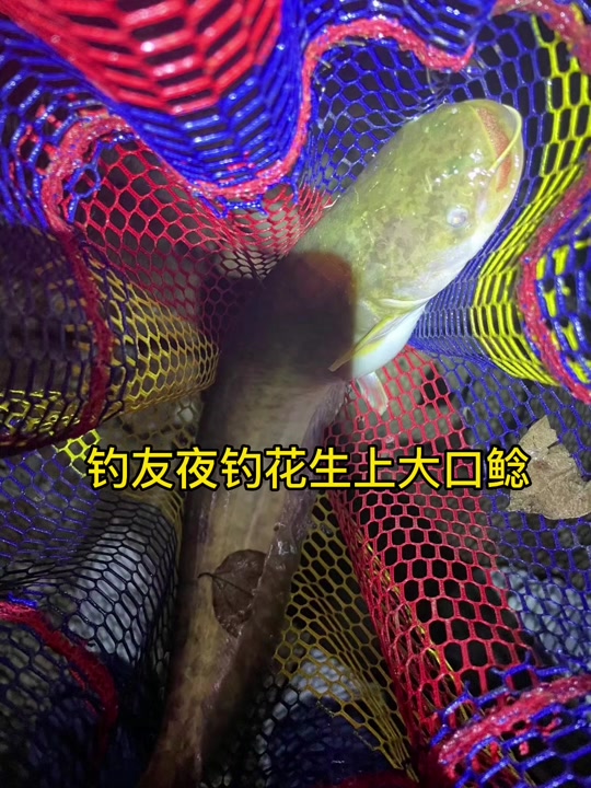 黑坑钓胡须鲶鱼技巧(黑坑钓胡须鲶鱼技巧图解)