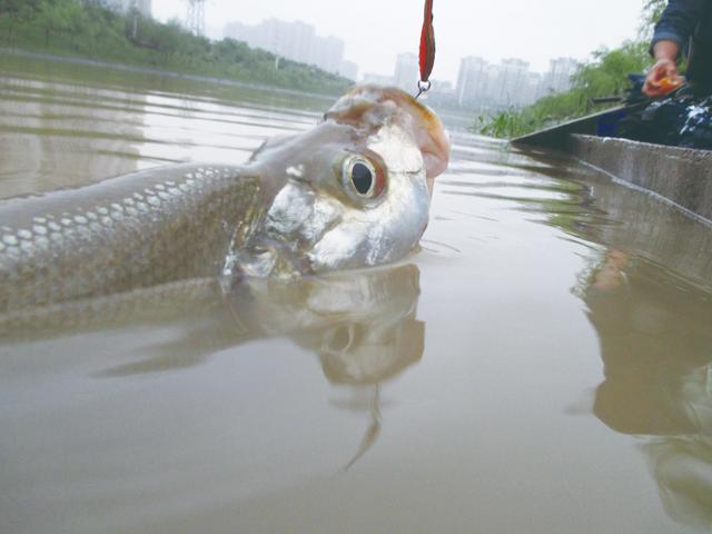 株洲哪里可玩路亚(株洲哪里可玩路亚钓鱼)