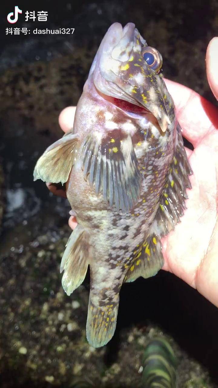 夜钓黑头鱼技巧(夜钓黑头鱼技巧图解) 夜钓黑头鱼技巧(夜钓黑头鱼技巧图解)