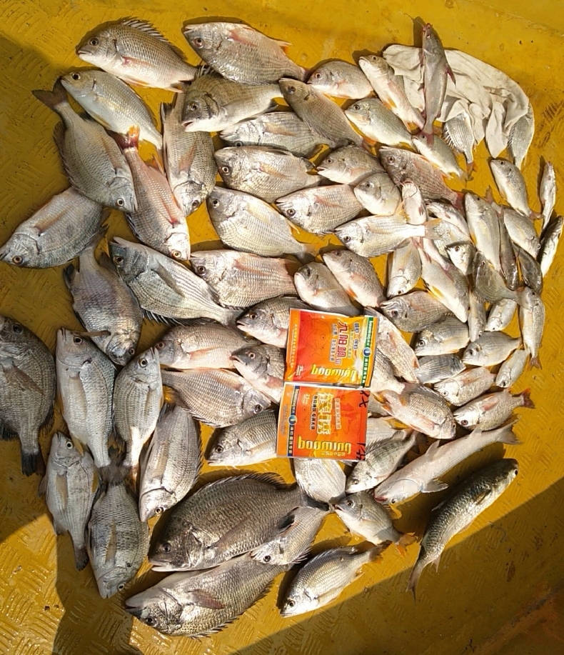 海钓证怎么办(海钓证怎么办理) 海钓证怎么办(海钓证怎么办理)