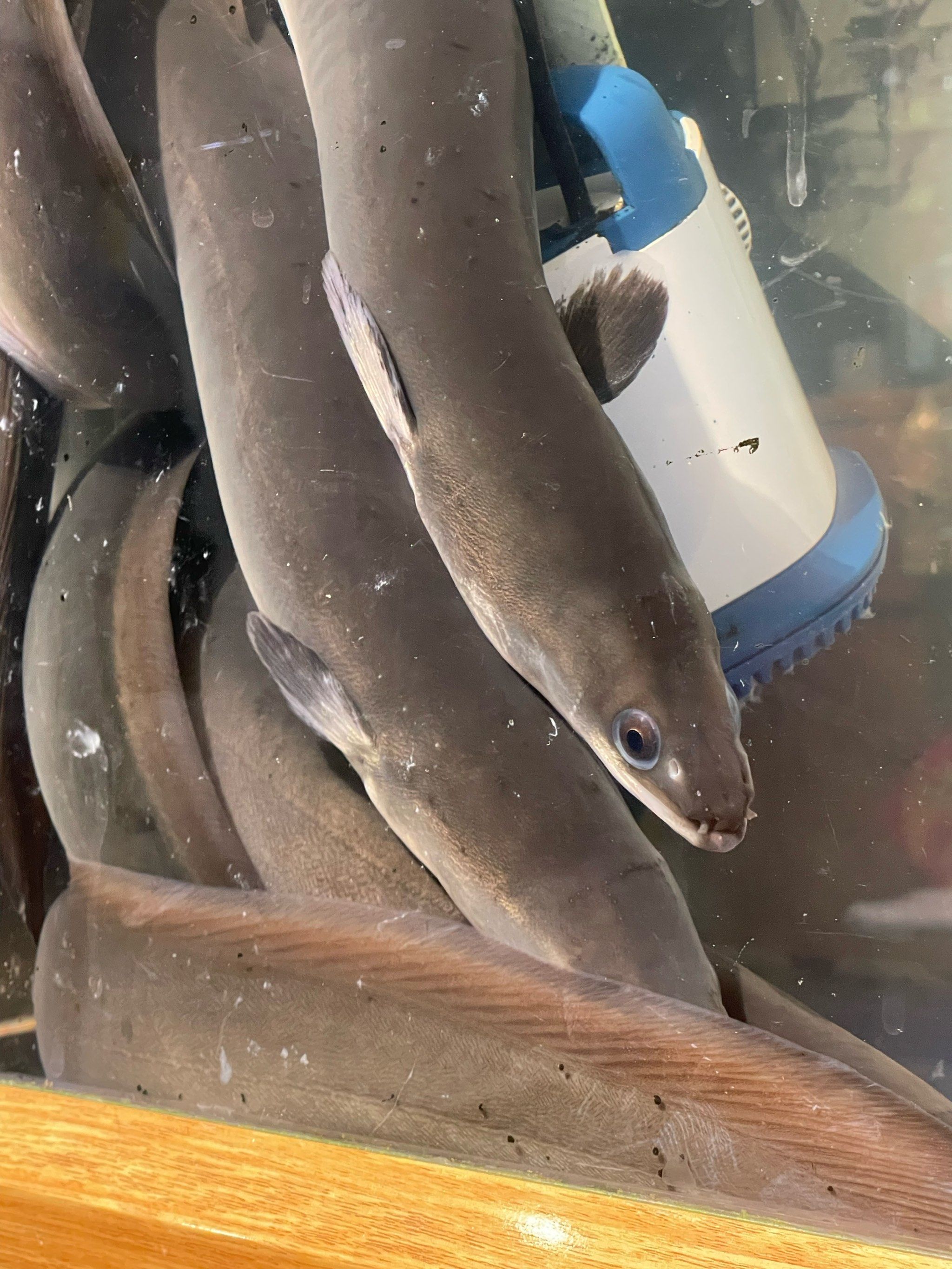 海钓鳗鱼季节(海钓鳗鱼什么时间段最好)