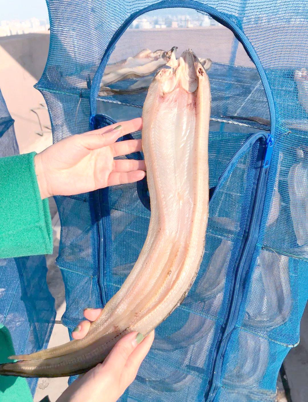 海钓鳗鱼季节(海钓鳗鱼什么时间段最好)