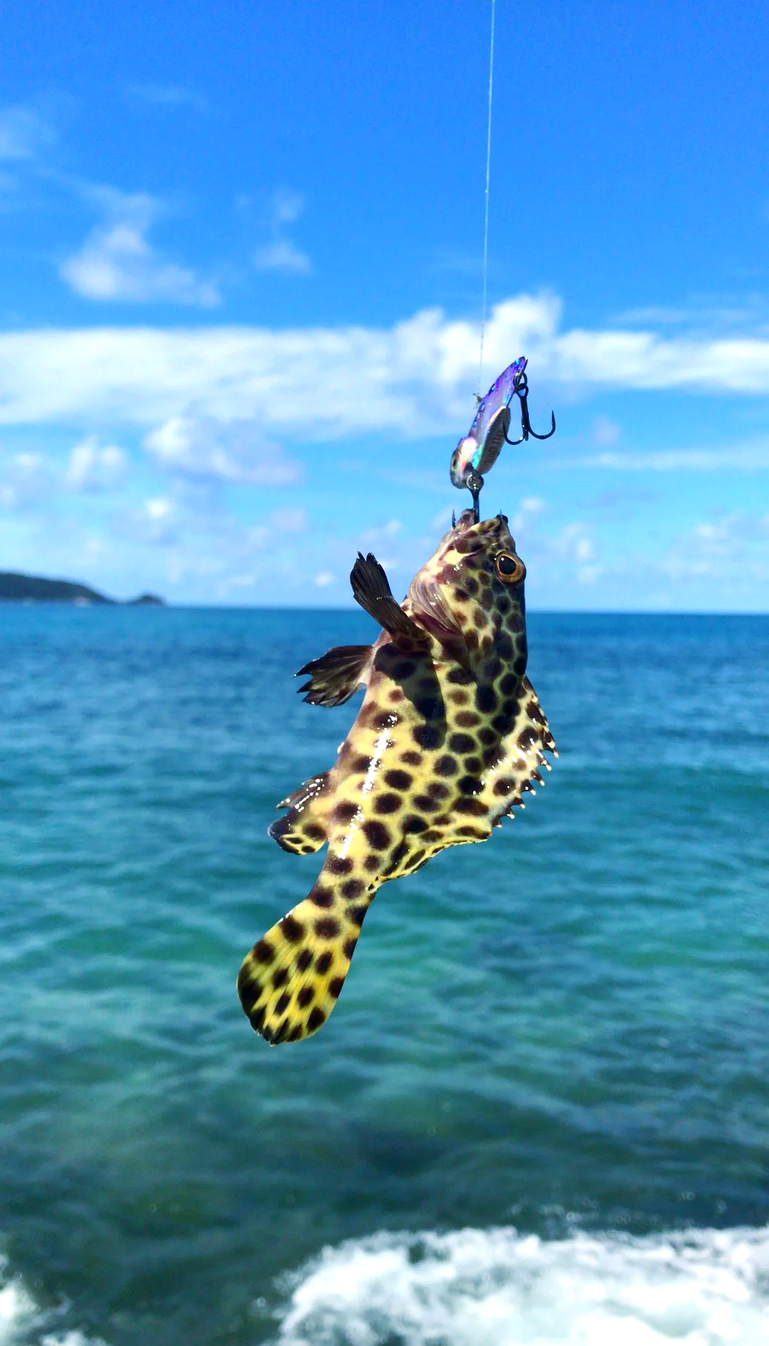 鲷鱼路亚钓法(路亚黑鲷浮钓好还是沉底好)