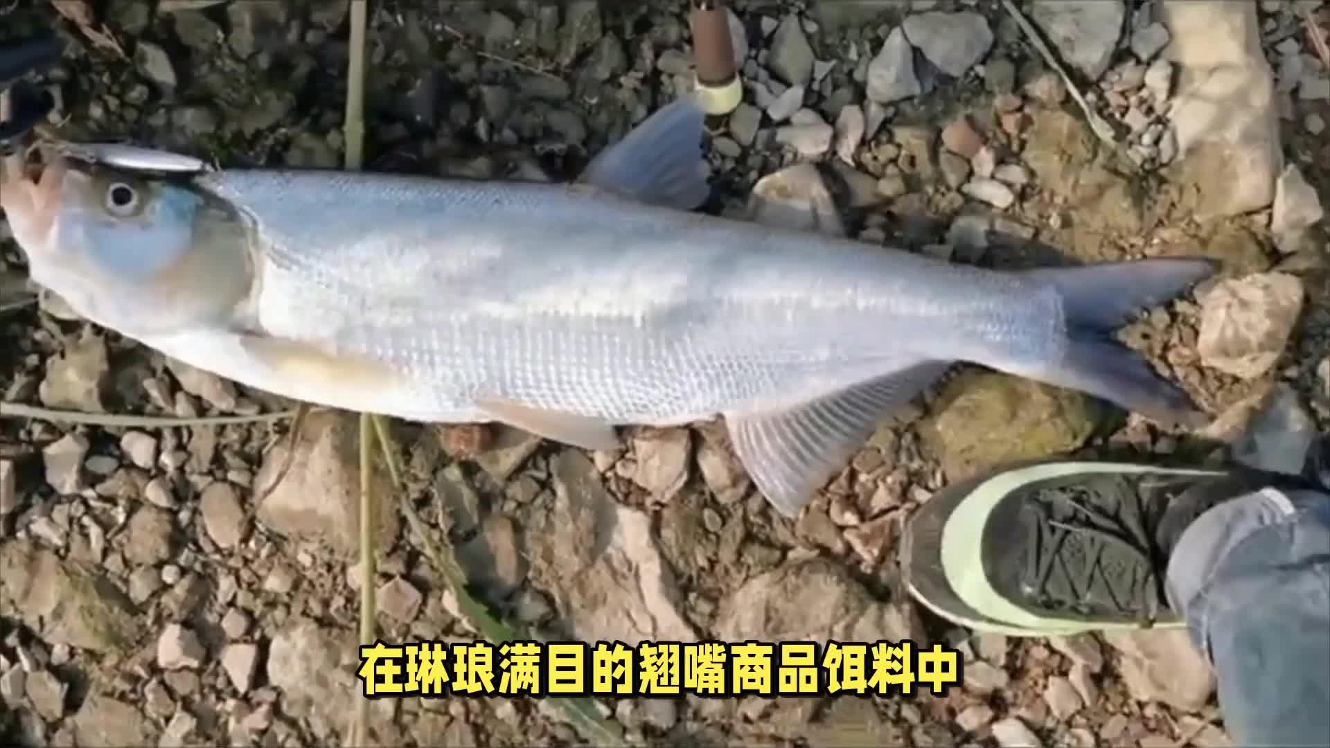 钓翘壳鱼饵料(钓翘壳鱼饵料有哪些)