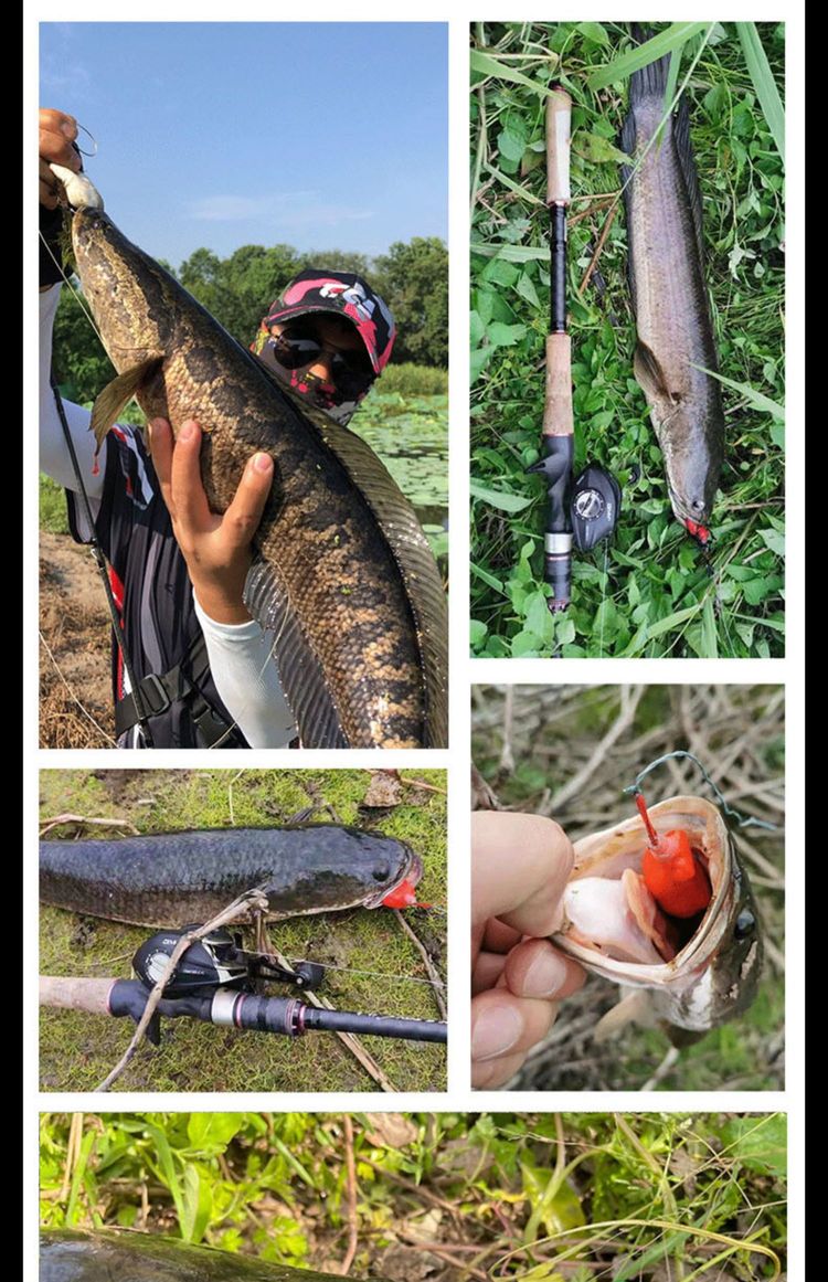 包含青蛙路亚的词条