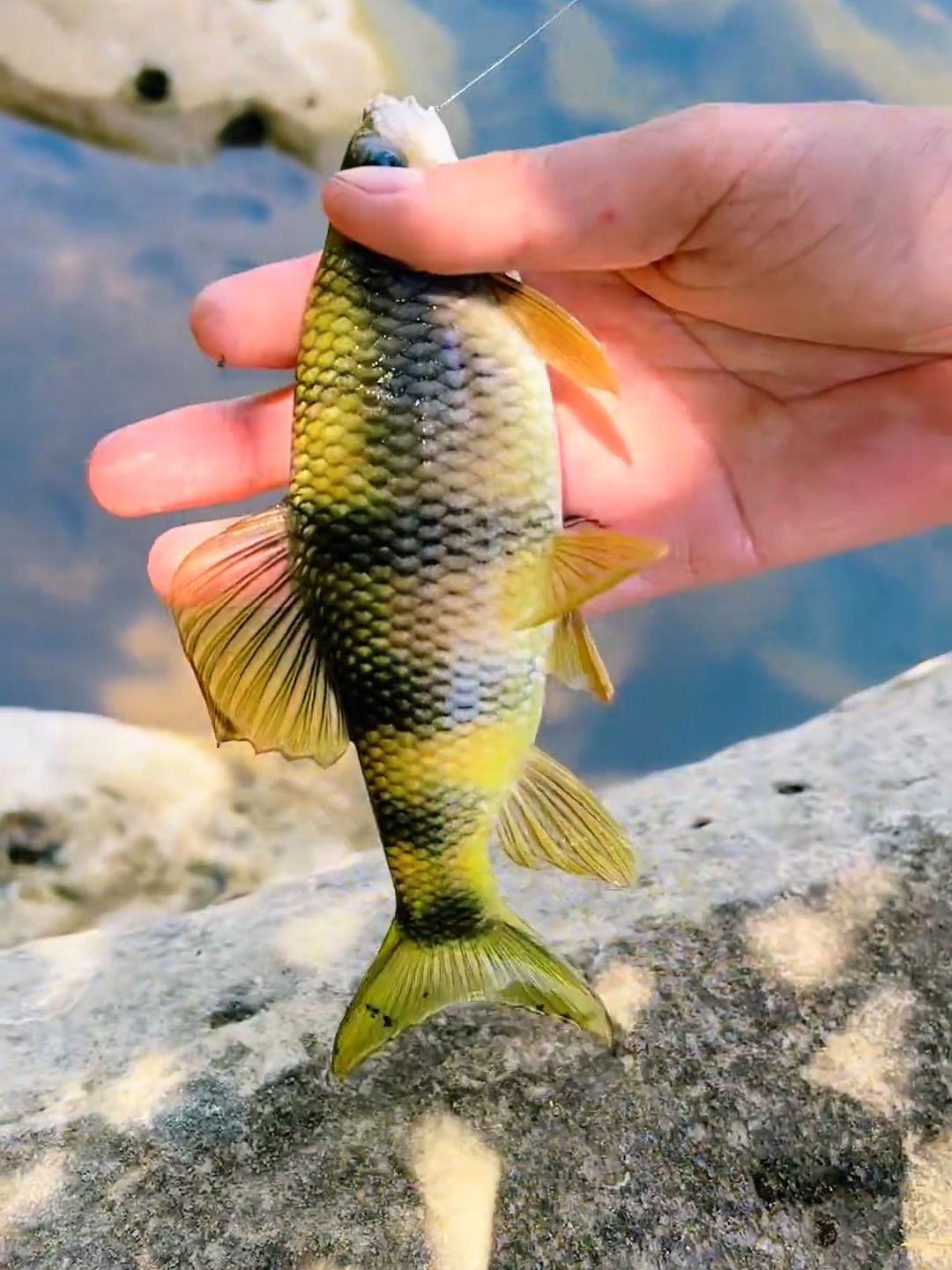 澄海钓石斑(海钓码头钓石斑鱼视频)