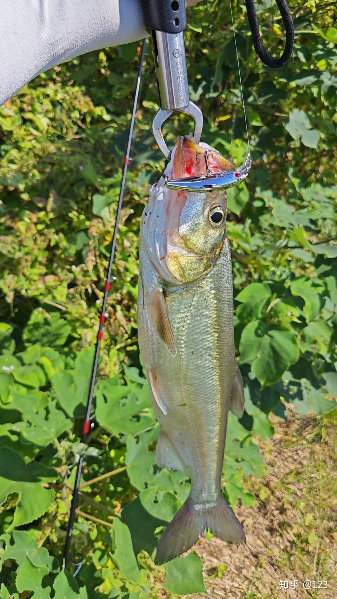 乳山路亚(山东路亚资源最好的地方) 乳山路亚(山东路亚资源最好的地方)