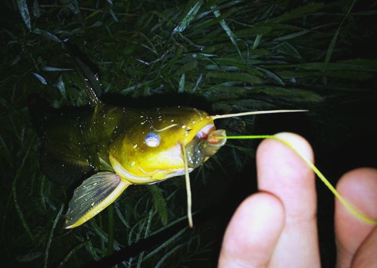 晚上钓昂刺鱼技巧(夜钓昂刺鱼的最佳时间)