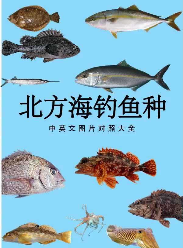 海钓各种鱼分布水层(海钓的鱼一般在什么位置) 海钓各种鱼分布水层(海钓的鱼一般在什么位置)
