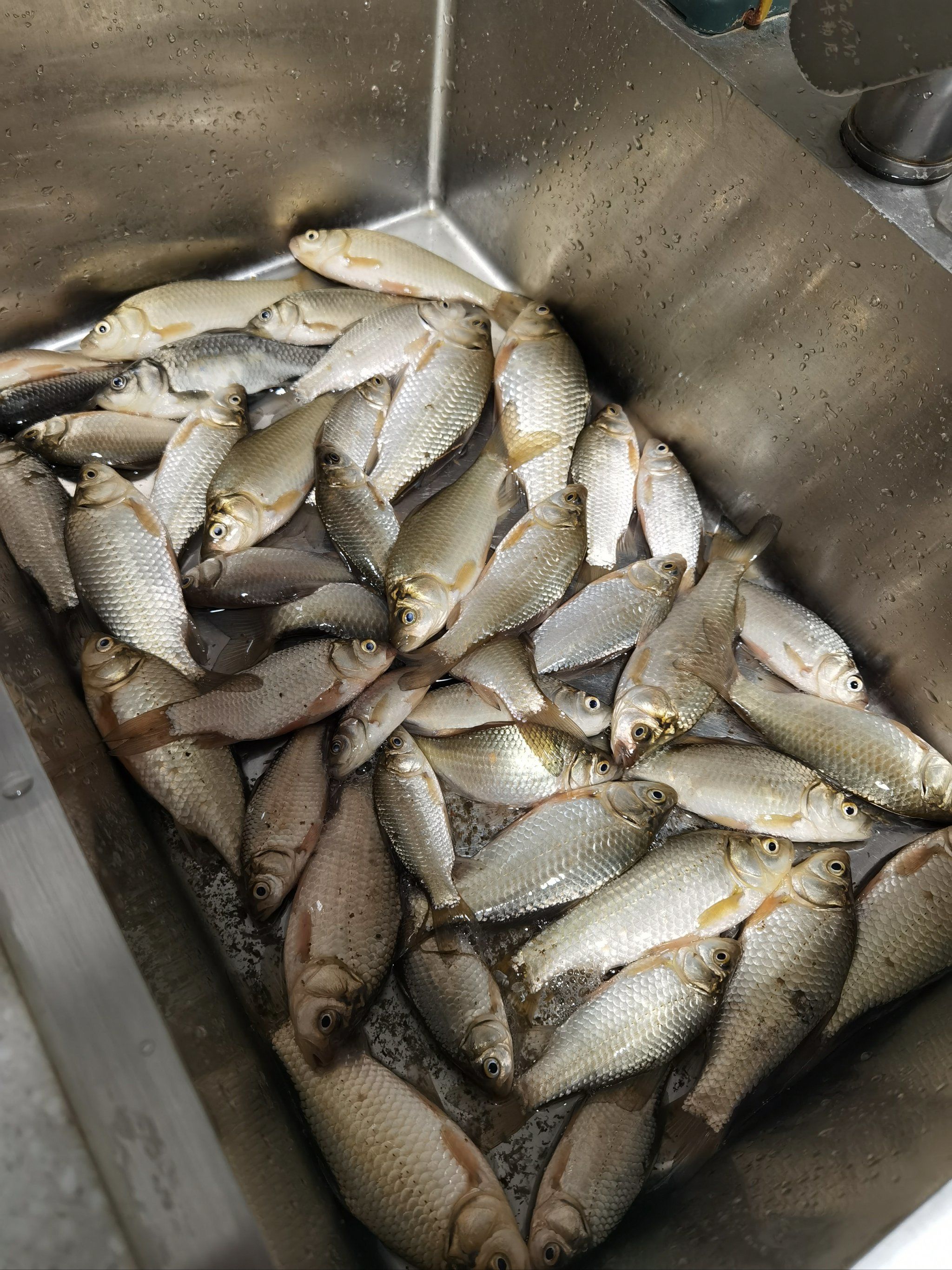 春钓鲫鱼技巧视频(春钓鲫鱼技巧视频教程)