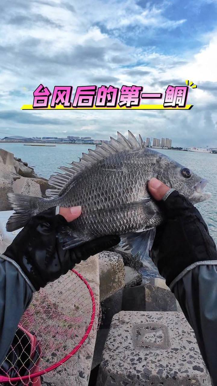 什么季节海钓黑鲷最好(什么季节海钓黑鲷最好钓) 什么季节海钓黑鲷最好(什么季节海钓黑鲷最好钓)