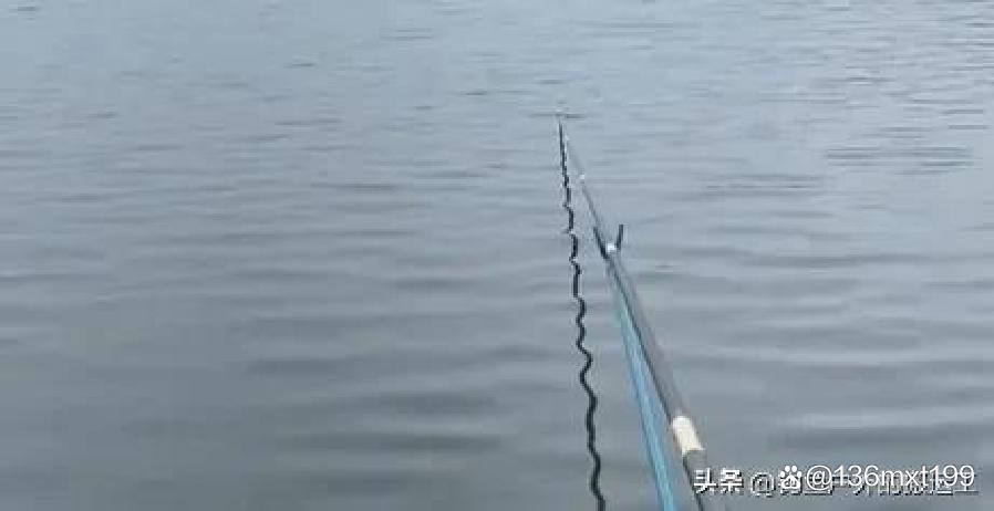 鲻鱼的垂钓技巧(鳊鱼的钓法技巧及钓位选择) 鲻鱼的垂钓技巧(鳊鱼的钓法技巧及钓位选择)