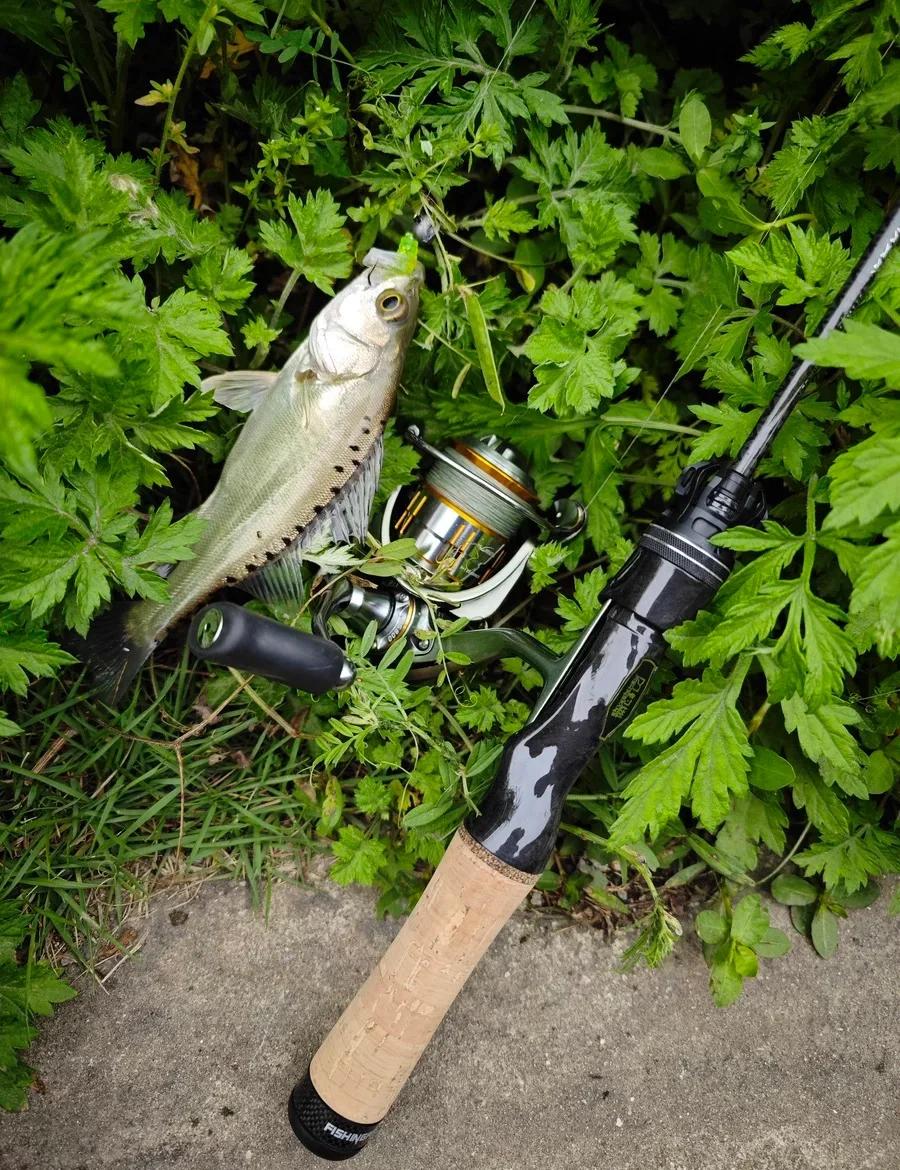 贝克力路亚竿(贝克力路亚大师赛)