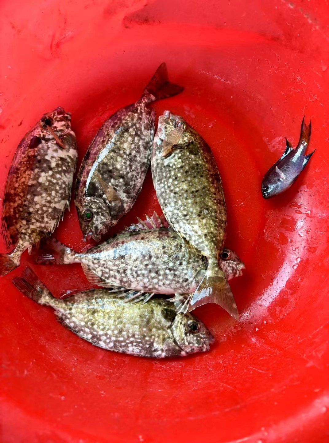 奉贤海钓鱼种(上海奉贤野钓地点2021)