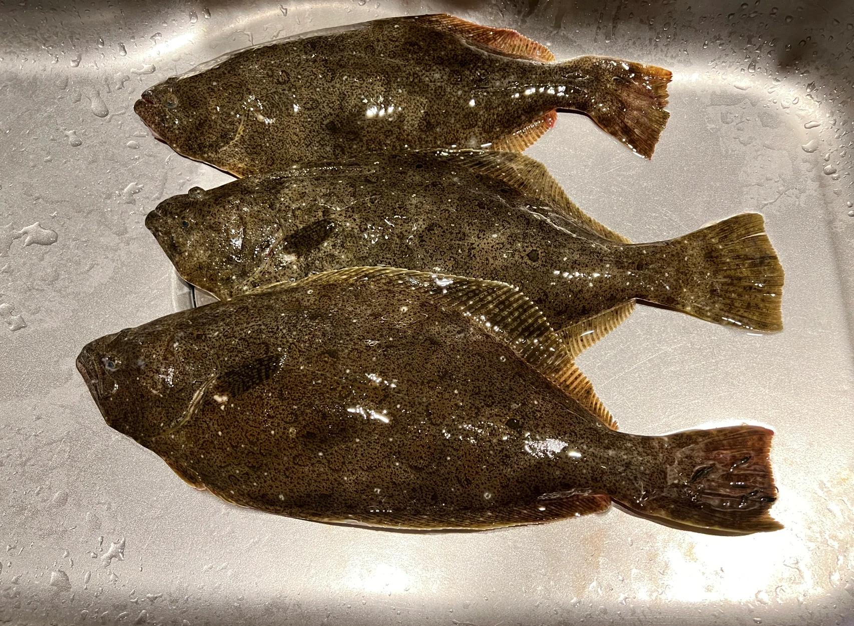 海钓鸦片(海钓鸦片鱼)