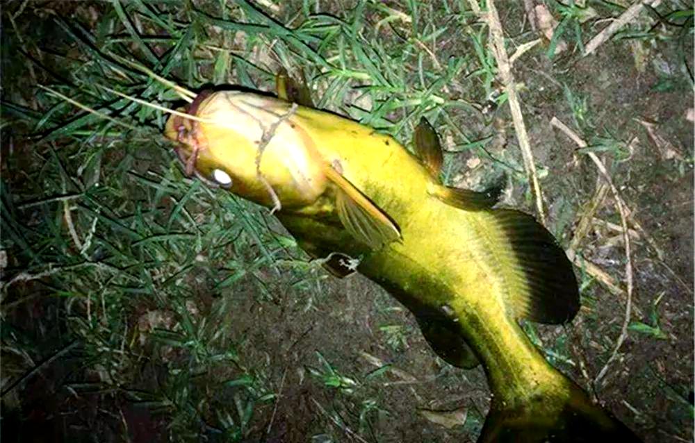 秋季钓昂刺鱼技巧(钓昂刺鱼的最佳月份)