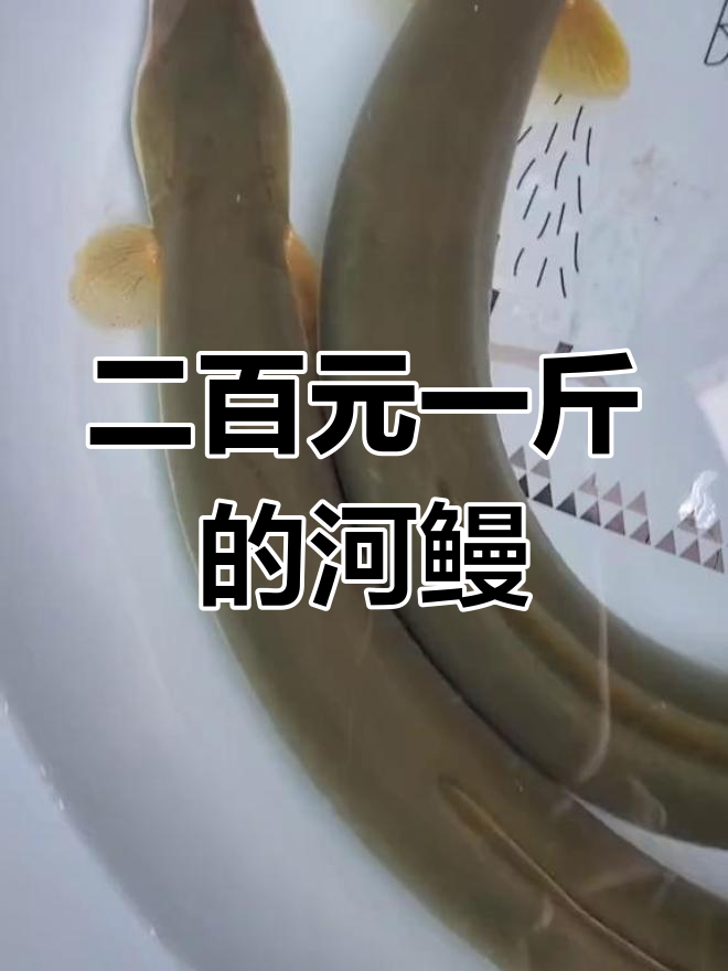 河鳗路亚(抛竿钓河鳗技巧)