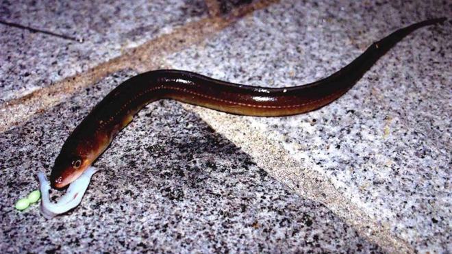 海钓防波堤退潮(防波堤海钓如何选钓点)