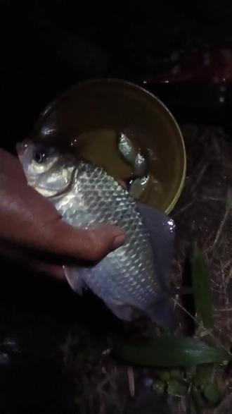 野钓夜里大板鲫技巧(野钓夜里大板鲫技巧和方法) 野钓夜里大板鲫技巧(野钓夜里大板鲫技巧和方法)