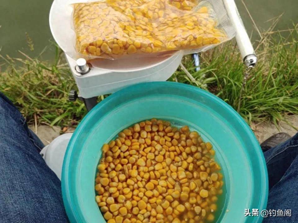 钓鱼饵料玉米腥味(钓鱼饵料玉米腥味大吗) 钓鱼饵料玉米腥味(钓鱼饵料玉米腥味大吗)