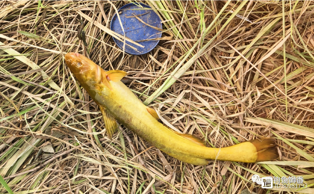 路亚黄颡(路亚竿钓黄骨鱼视频)