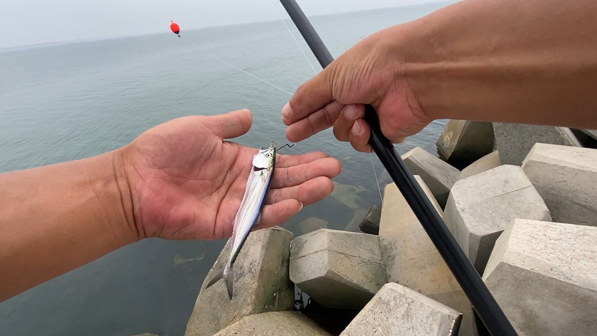 海钓鲅鱼钓组图解(海钓鲅鱼钓浮钓组图解)