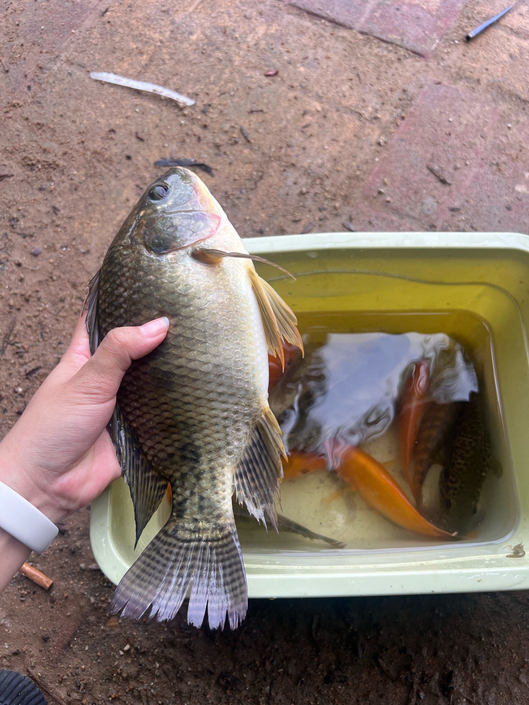 海滩海钓对象鱼(海滩钓鱼技巧教程)