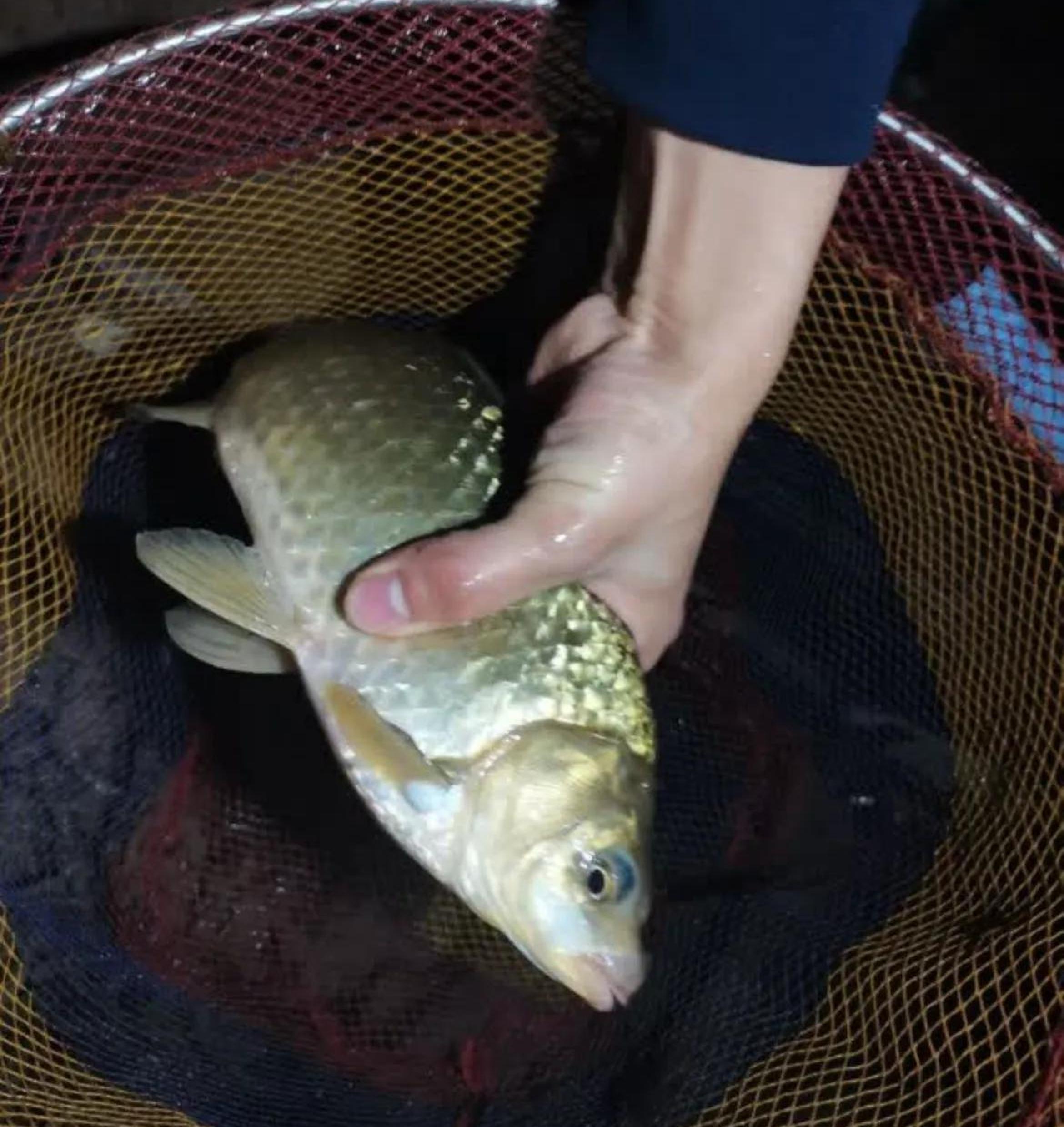 鲫鱼不吃饵料吗(鲫鱼不吃钩怎么回事)