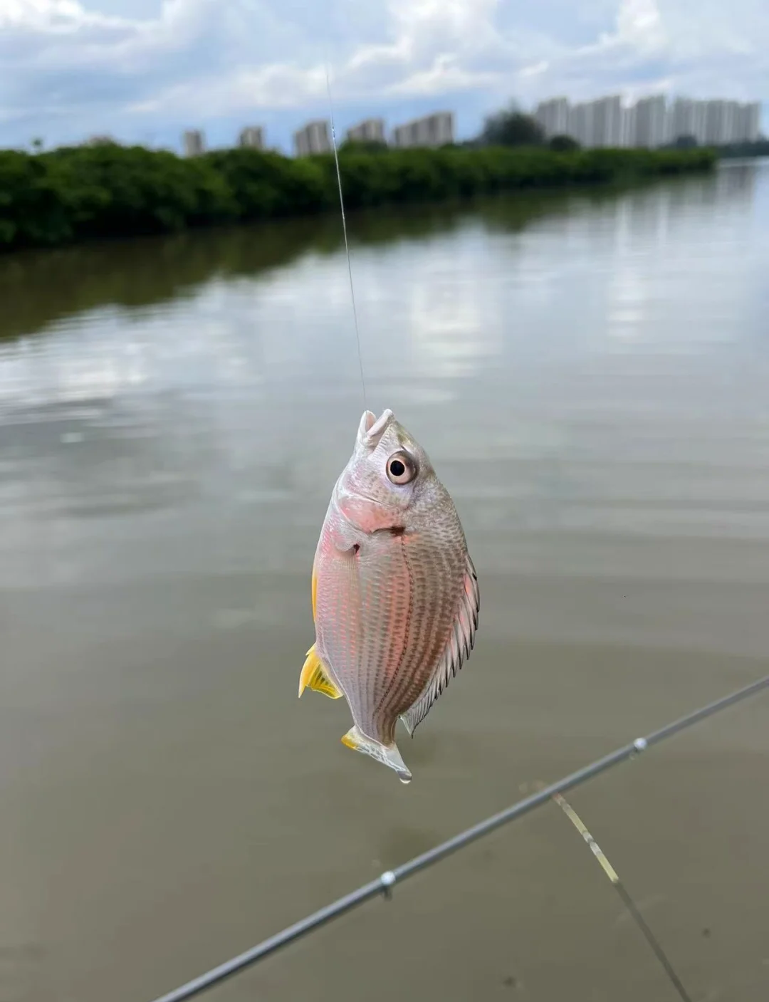 海钓常见的小鱼(海钓常见的小鱼有哪些)