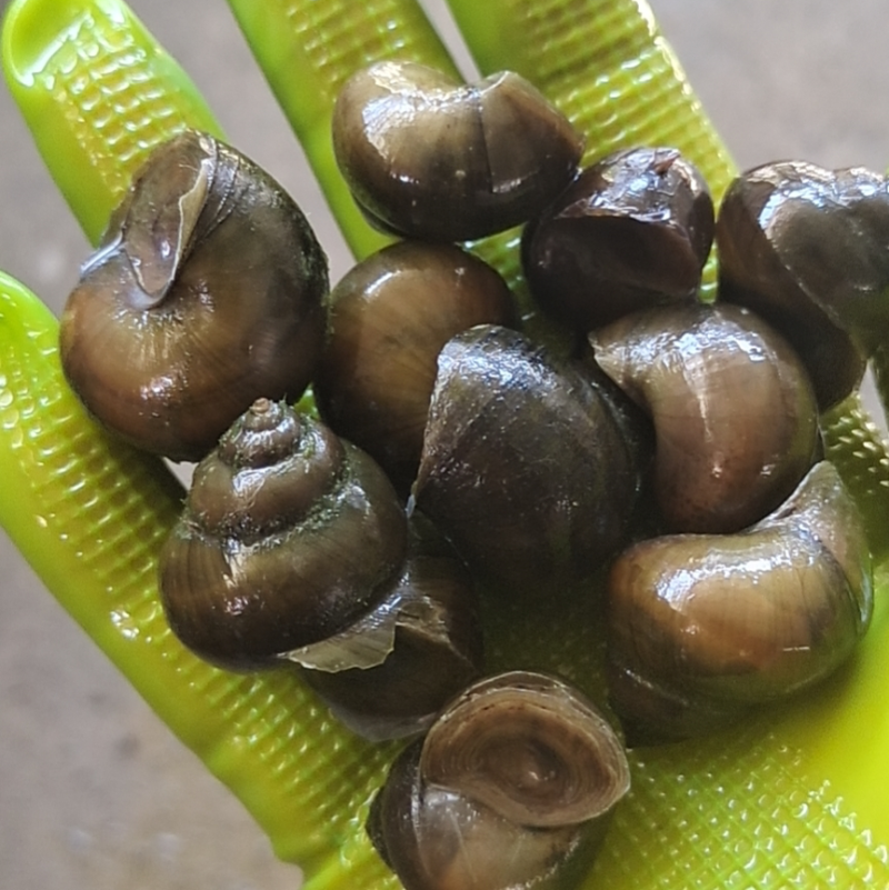 钓黑青挂螺技巧(钓黑坑青鱼怎么钓)