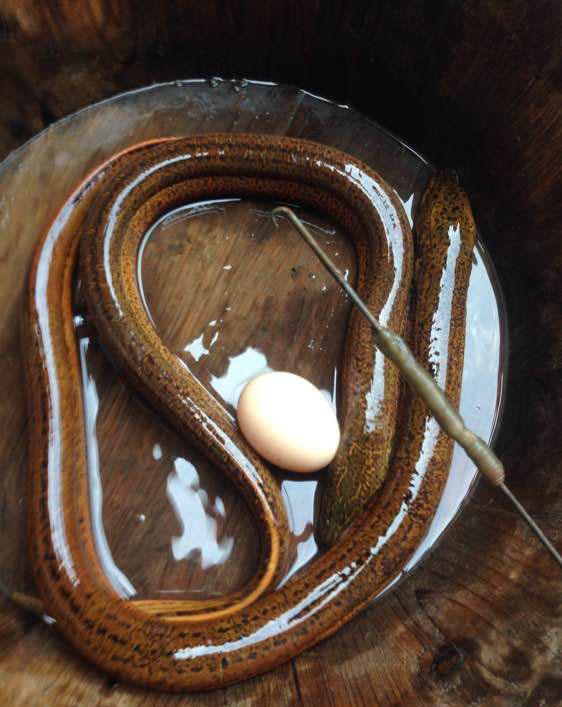 水管捉黄鳝的技巧(水管捕鱼是什么原理)