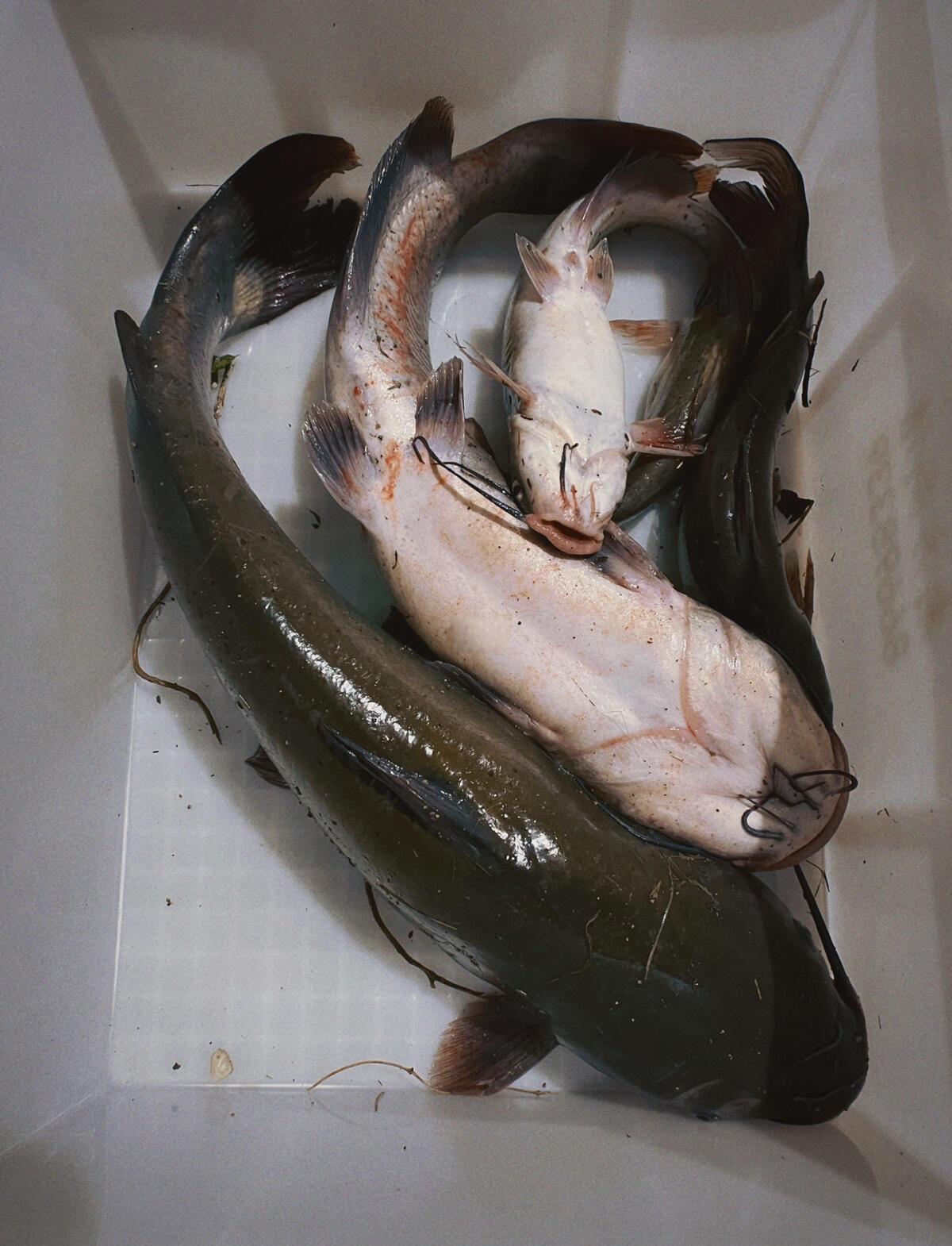 野河晚钓鲶鱼技巧(做防水水泥和胶的比例是怎么放的)