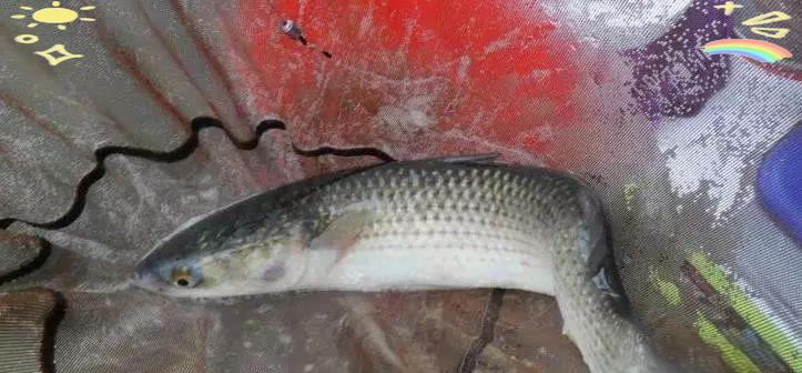 台钓鲻鱼技巧(怎样用台钓的方法钓鲻鱼)