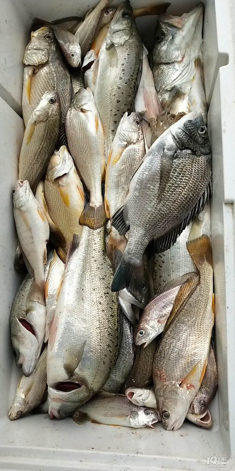 初四海钓时间(海钓初几潮水好钓)