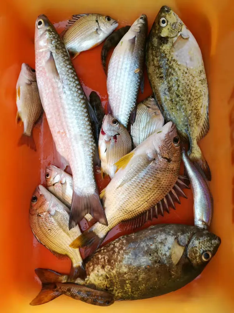 初四海钓时间(海钓初几潮水好钓)