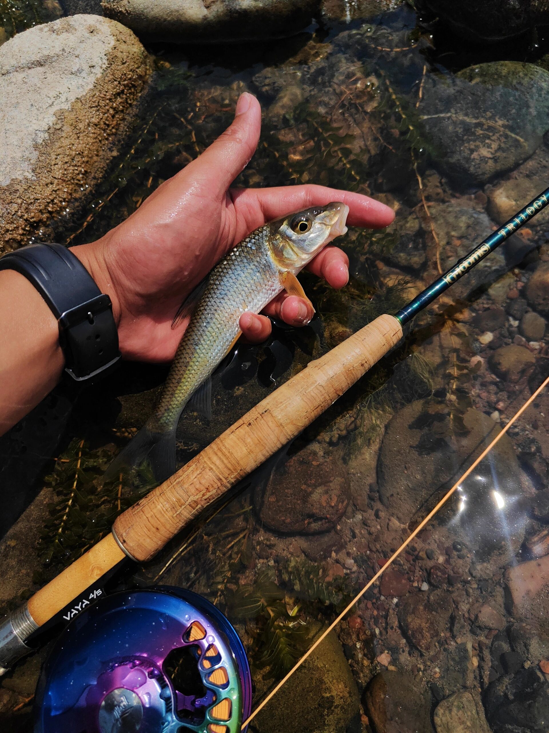 冬季野河钓重唇鱼技巧(冬季野河钓重唇鱼技巧图解) 冬季野河钓重唇鱼技巧(冬季野河钓重唇鱼技巧图解)